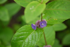 Neuracanthus sphaerostachys